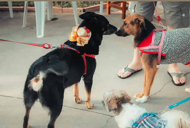 Direção criativa Festa Aunina